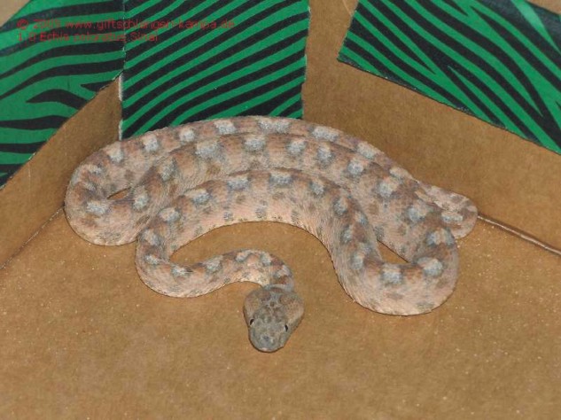 Echis coloratus Bild07